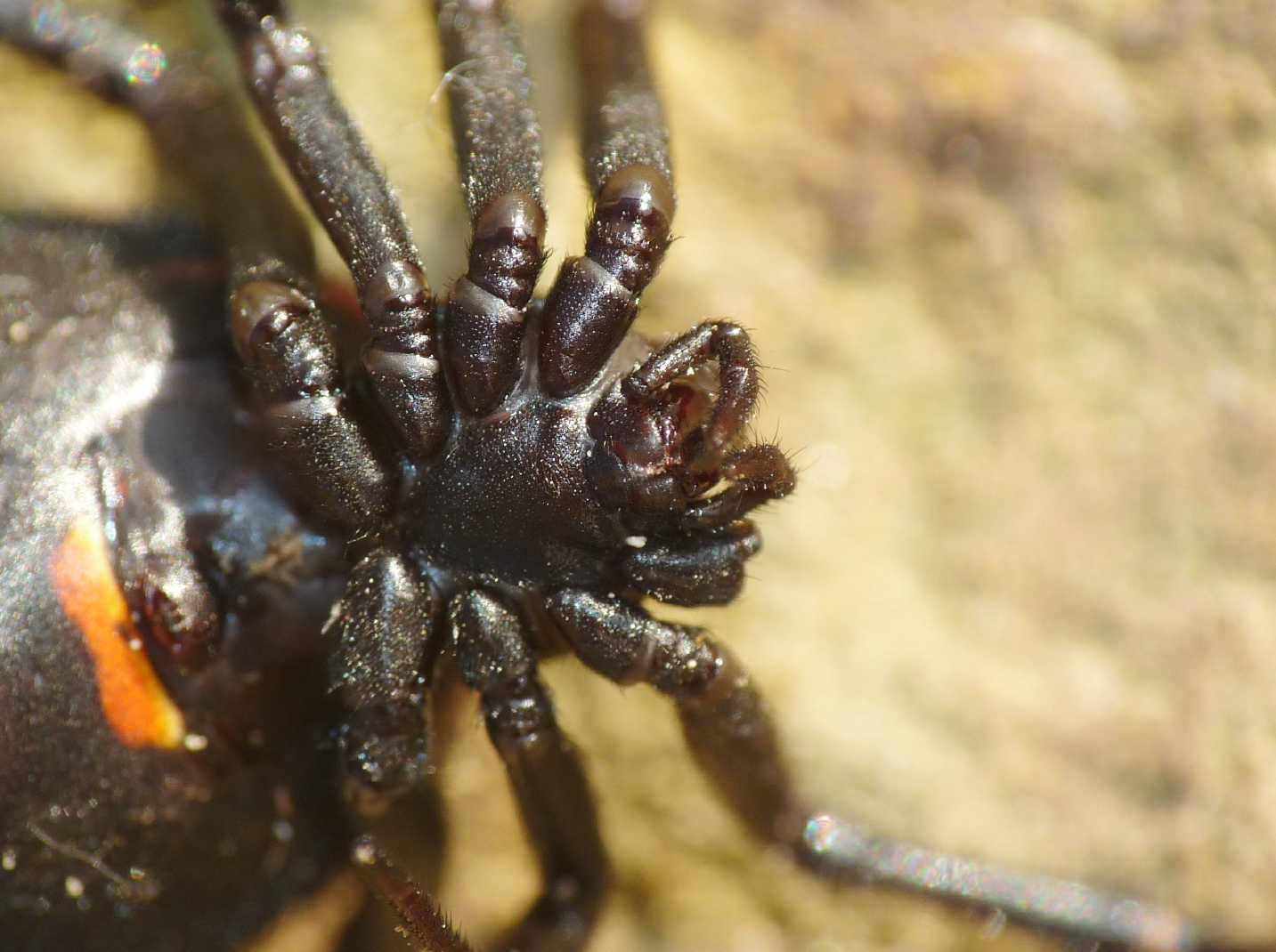 Latrodectus nel Lazio